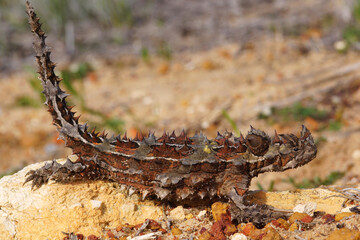 Australian Thorny Devil, Moloch horridus, an ant-eating lizard, natural habitat in Kalbarri, Western Australia, lateral view