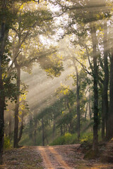  sunny forest, beams of light obliquely and the road, Bandhavgarh. India.