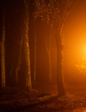 Forest with fog and orange side light © Ruben Chase