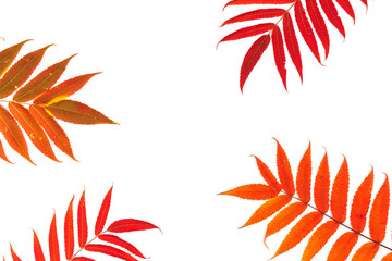 Fototapeta na wymiar Red, green and yellow leaves of smoouth sumac isolated on white background. Autmn concept. Space for text