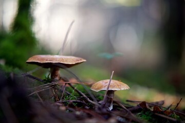 Champignon forêt