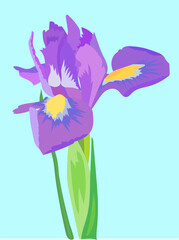 Iris