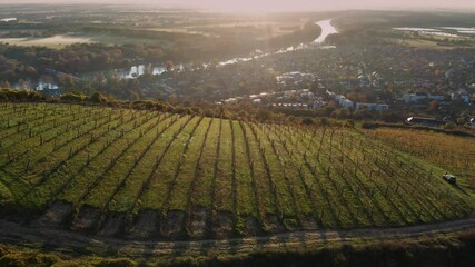 Tokaj, Hungary - 4K drone flying above the famous vineyards of Tokaj wine region on a warm autumn morning with rising sun and town of Tokaj