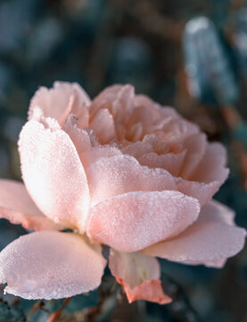 Winter in the garden. Hoarfrost on the petals of pink rose, the first frost.