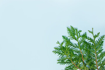 Fir branch on blue background
