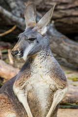 Fototapeta premium The female Red kangaroo (Macropus rufus), which is the largest of all kangaroos, the largest terrestrial mammal native to Australia, and the largest extant marsupial. 