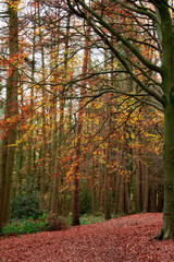 Fototapeta premium Autumn Colours