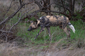 African hunting dog standing motionless as it contemplates the moment to start chasing the prey.