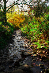 Forest Path