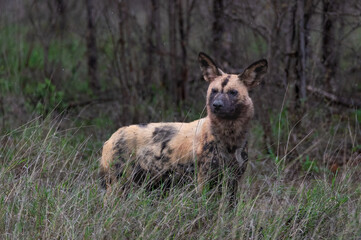 African hunting dog standing alert as it eyes prey in the distance
