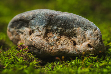 Still life- stones in green moss for interior decoration