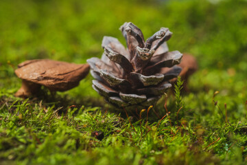 Still life. Coniferous tree cones lie on green moss- abstract background