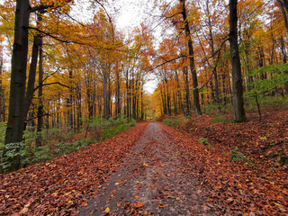 Autumn on the forest road