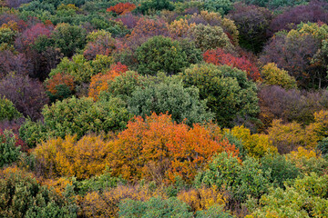 Bunte B&auml;ume im Herbst von oben