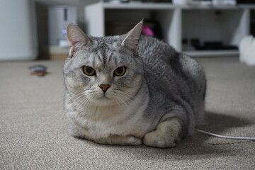 portrait of a cat