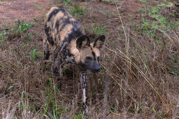 African wild dog approaching their prospective prey