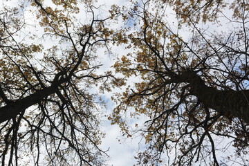 bottom-up view of the autumn sky through the branches of trees