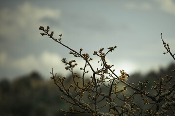cute bird in branches of a tree against the sky