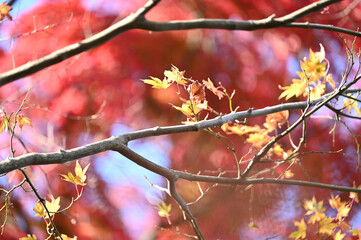 秋の紅葉