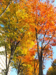住宅地のけやき道路の黄葉の欅