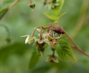 Red striped bug or Italian bug on a green raspberry branch.