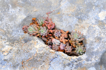 petites plantes grasses dans une petite crevasse dans la roche