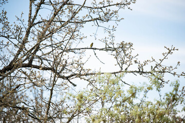 bird on a tree