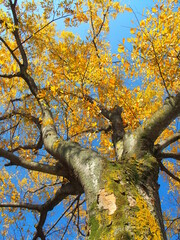 晩秋の朝の黄葉の欅