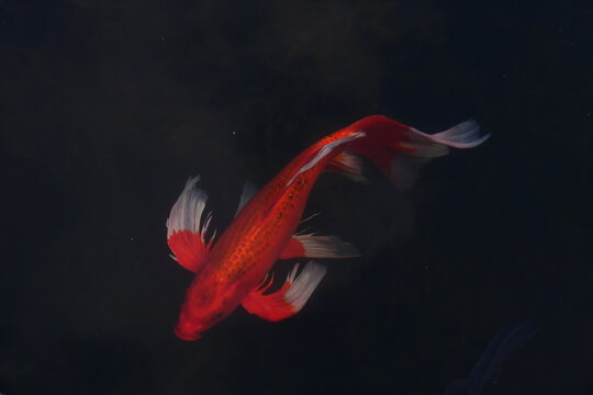 Red Fish Under Water Lake