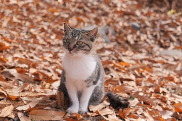 cat on the fallen foliage
