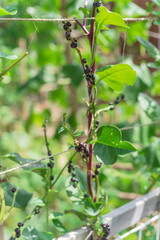 Organic malabar spinach seeds and flowers vine on trellis at homegrown garden in Texas, USA