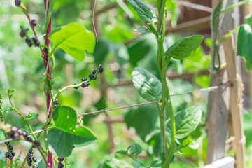 Organic malabar spinach seeds and flowers vine on trellis at homegrown garden in Texas, USA
