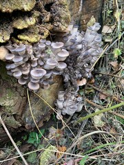mushrooms on a tree