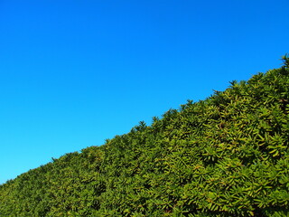 晩秋のイヌマキの生垣と青空