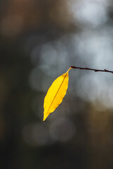 A yellow leaf in the autumn sun