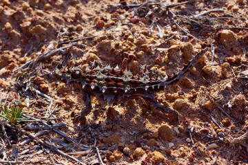 Australian Thorny Devil, Moloch horridus, an ant-eating lizard, natural habitat in Kalbarri, Western Australia, top view