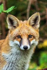 a curious fox
