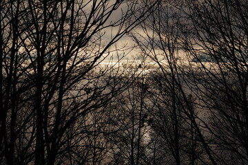 葉の無い木々の枝。曇り空の下、輝く湖面。初冬の湖畔の風景