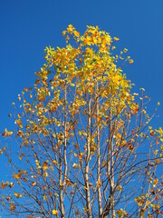 枯れ木の黄葉のユリノキと青空