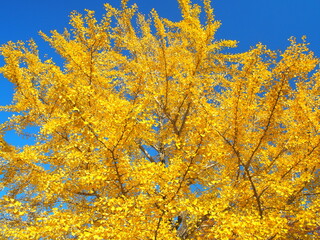 公園の黄葉の銀杏と青空