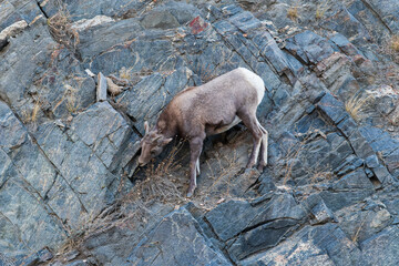 Colorado Rocky Mountain Bighorn Sheep