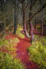 Magical fairytale forest with ancient evergreen trees, moos and lichen and a hiking trail going...