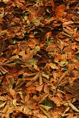 Bright chestnut leaves in the Park macro 