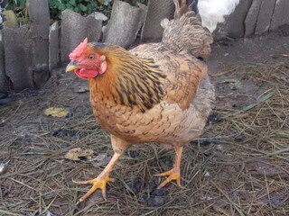 chicken