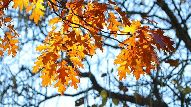Bright autumn leaves close up. Orange leaf. Nature background.