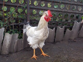 chicken