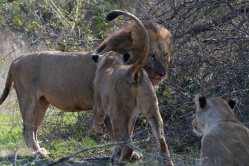 Black mane lion interacting with two lionesses as they greet each other 