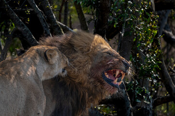 Black maned lion growling and barring his teeth as he interacts with his females