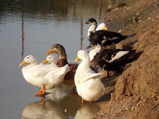 ducks on the water