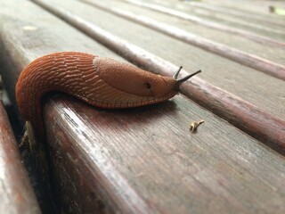 Slug